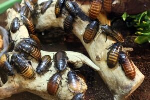cockroaches
