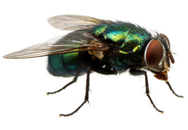 qcare_pest_control_fly_management