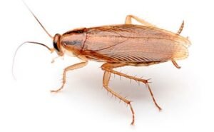 German cockroaches
