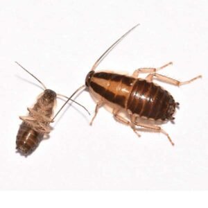 german cockroaches