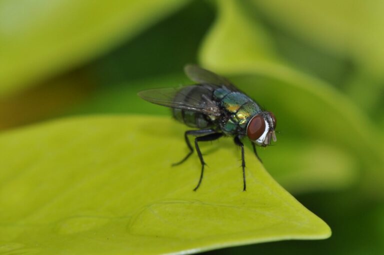 Pest Control Services -Fly