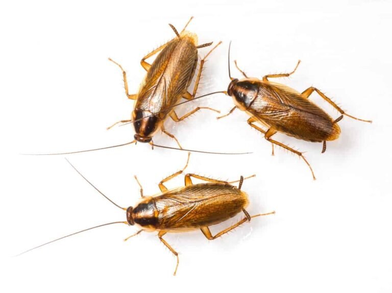 Cockroaches - QCare Pest Control Services -Doha, Qatar.