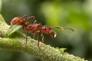 ants