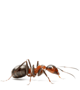 ants