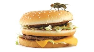 fly on food