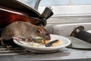 rodent