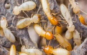 termites