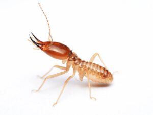Pest Control Services -termites